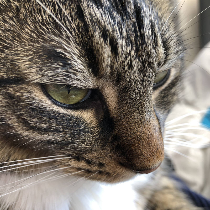 Cat portrait | Yvanne Teo